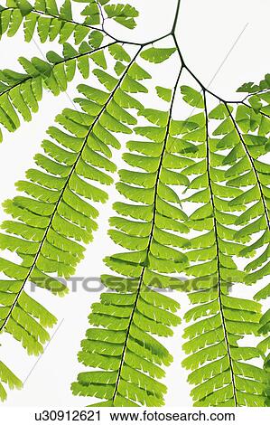American maidenhair View Large Photo Image Stock Image - American maidenhair. Fotosearch