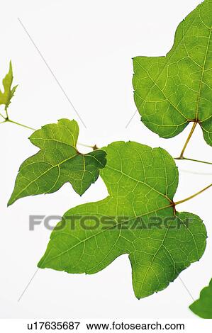 Stock Photo - Ampelopsis. Fotosearch