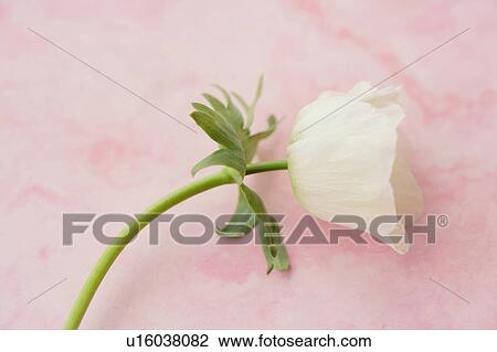Stock Image - Anemone. Fotosearch