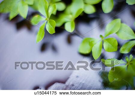 Stock Photography - Azalea. Fotosearch