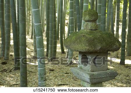 Bamboo forest View Large Photo Image Stock Image - Bamboo forest. Fotosearch