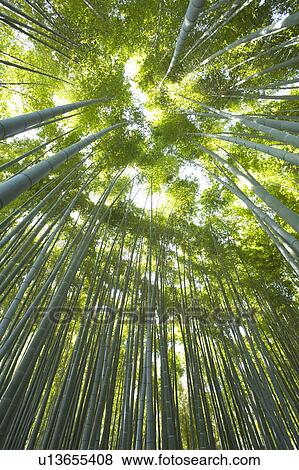 Stock Photo - Bamboo forest. Fotosearch