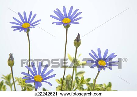 Blue daisies View Large Photo Image Stock Image - Blue daisies. Fotosearch