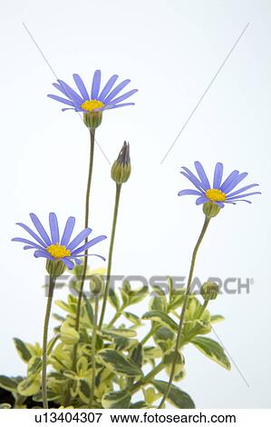 Blue daisy View Large Photo Image Stock Photo - Blue daisy. Fotosearch
