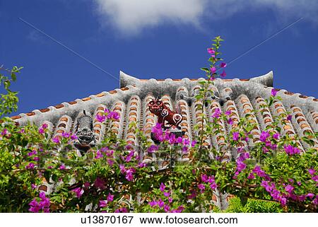 Bougainvillaea View Large Photo Image Stock Photo - Bougainvillaea. Fotosearch