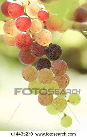 Stock Image - Bunch of Grapes. Fotosearch