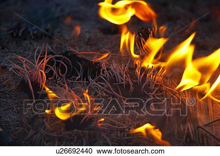 Stock Image - Burning Fire. Fotosearch