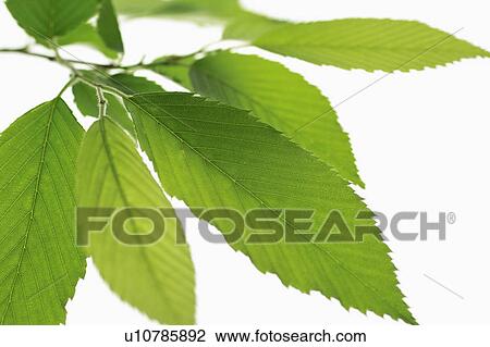 Castanea crenata View Large Photo Image Stock Image - Castanea crenata. Fotosearch