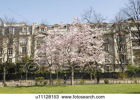 Stock Image - Cherry blossoms in spring. Fotosearch