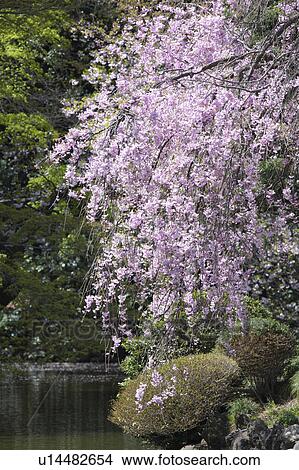 Picture - Cherry blossoms. Fotosearch