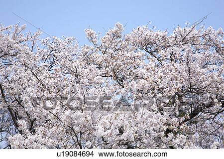 Picture - Cherry blossoms. Fotosearch