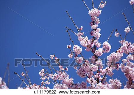 Cherry blossoms View Large Photo Image Stock Image - Cherry blossoms. Fotosearch