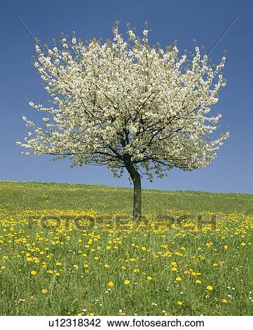 Stock Image - Cherry blossoms. Fotosearch