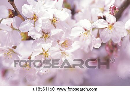 Cherry blossoms View Large Photo Image Stock Image - Cherry blossoms. Fotosearch