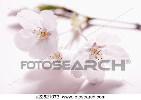 Stock Image - Cherry blossoms. Fotosearch