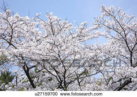 Stock Image - Cherry blossoms. Fotosearch