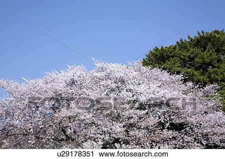Cherry blossoms View Large Photo Image Stock Image - Cherry blossoms. Fotosearch