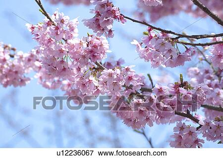 Cherry blossoms View Large Photo Image Stock Photo - Cherry blossoms. Fotosearch