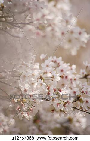 Stock Photo - Cherry blossoms. Fotosearch