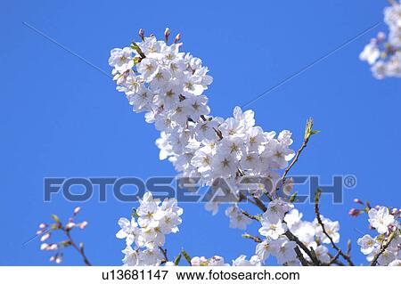 Cherry blossoms View Large Photo Image Stock Photo - Cherry blossoms. Fotosearch