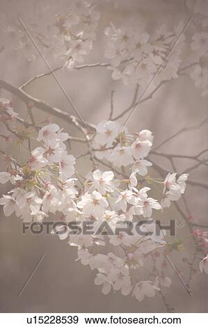 Stock Photo - Cherry blossoms. Fotosearch
