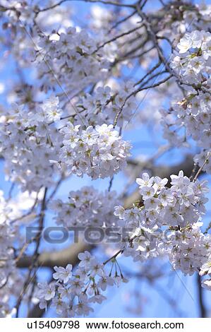 Stock Photo - Cherry blossoms. Fotosearch