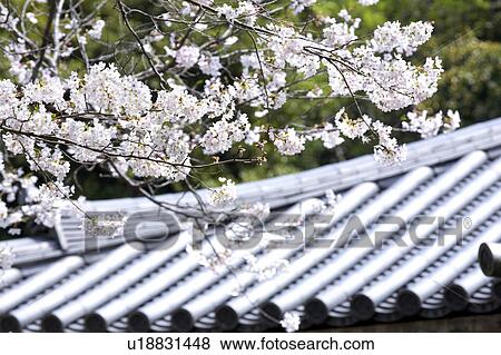 Stock Photo - Cherry blossoms. Fotosearch