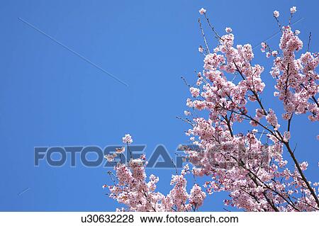 Stock Photo - Cherry blossoms. Fotosearch