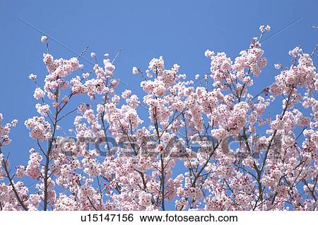 Stock Photograph - Cherry blossoms. Fotosearch