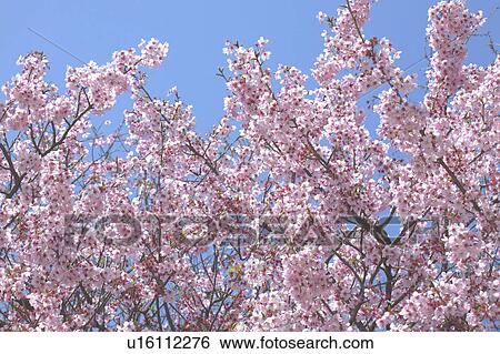 Stock Photograph - Cherry blossoms. Fotosearch