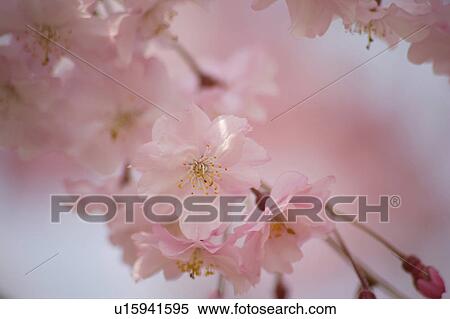 Stock Photography - Cherry blossoms. Fotosearch