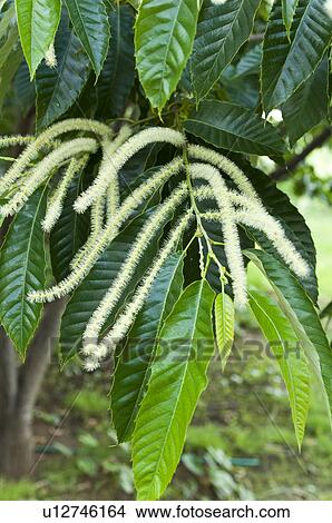 Picture - Chestnut. Fotosearch