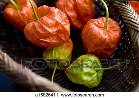 Chinese lantern plant View Large Photo Image Stock Image - Chinese lantern plant. Fotosearch