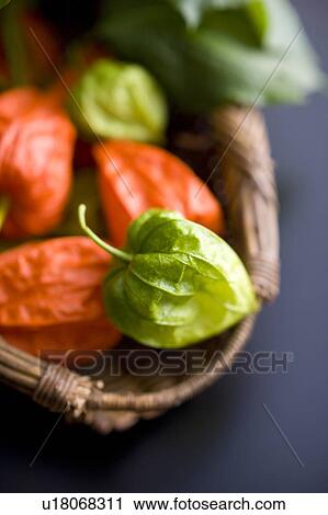 Stock Image - Chinese lantern plant. Fotosearch