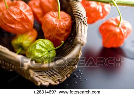 Chinese lantern plant View Large Photo Image Stock Photo - Chinese lantern plant. Fotosearch