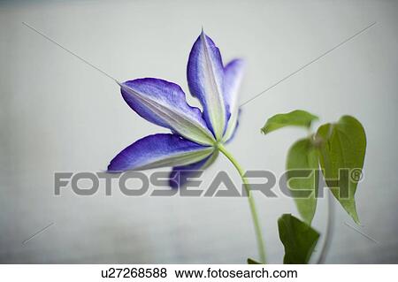 Clematis florida View Large Photo Image Stock Photo - Clematis florida. Fotosearch