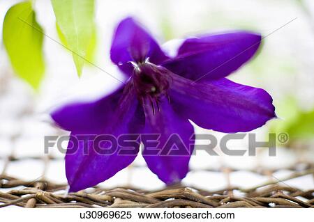 Stock Photography - Clematis florida. Fotosearch