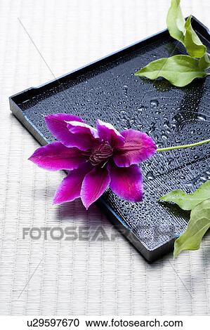 Stock Image - Clematis flower. Fotosearch