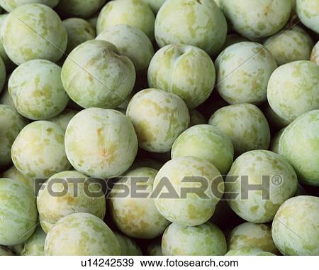 Stock Photo - Close-up of a large group of plums. Fotosearch