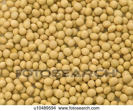 Picture - Close-up of many soybeans. Fotosearch