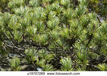 Stock Photo - Close-up of pine tree. Fotosearch