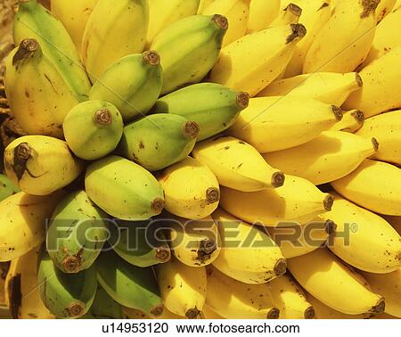Close-up of yellow and green bananas View Large Photo Image Stock Image - Close-up of yellow and green bananas. Fotosearch