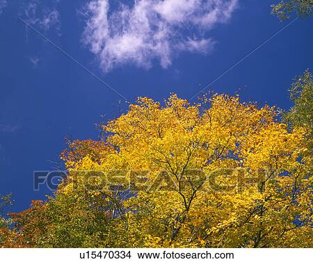 Picture - Colored leaves. Fotosearch