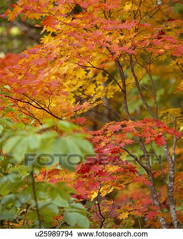 Colored leaves View Large Photo Image Picture - Colored leaves. Fotosearch