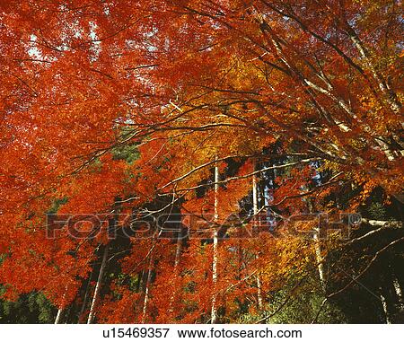 Colored leaves View Large Photo Image Stock Photo - Colored leaves. Fotosearch