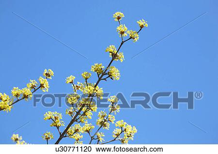 Stock Image - Cornus officinalis. Fotosearch