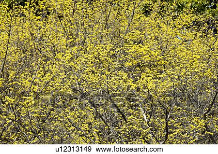 Stock Photo - Cornus officinalis. Fotosearch