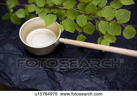 Stock Photography - Corylopsis pauciflora. Fotosearch