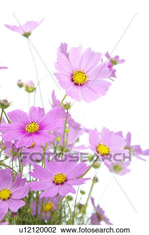Cosmos View Large Photo Image Stock Image - Cosmos. Fotosearch