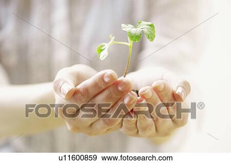 Stock Photo - Cotyledons in hands. Fotosearch